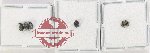 Bruchidae Scientific lot no. 31 (6 pcs)