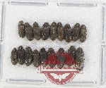 Dryopidae Scientific lot no. 2 (20 pcs)