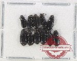 Dasytidae Scientific lot no. 5 (11 pcs)