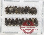 Dryopidae Scientific lot no. 1 (20 pcs)