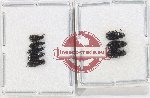 Dasytidae Scientific lot no. 6 (8 pcs)