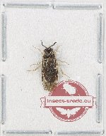 Scientific lot no. 550 Hymenoptera (1 pc)