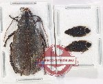 Scientific lot no. 116 Blattodea (3 pcs A-, A2)