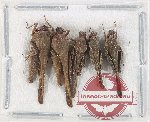 Scientific lot no. 51 Orthoptera (5 pcs)
