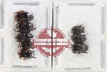 Scientific lot no. 860 Coprophaga (8 pcs)
