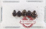 Scientific lot no. 857 Coprophaga (4 pcs)