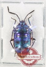 Scutellarinae sp. 74 (A2)