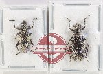 Scientific lot no. 899 Curculionidae (2 pcs)