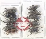 Scientific lot no. 890 Curculionidae (10 pcs A-, A2)