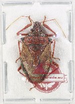 Pentatomidae sp. 67 (A-)