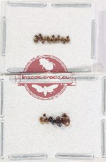 Hydrophilidae Scientific lot no. 308 (13 pcs A, A-, A2)