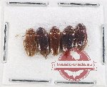 Ptylodactilidae Scientific lot no. 9 (5 pcs)