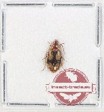 Lebiinae sp. 25 (5 pcs)