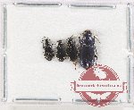 Scientific lot no. 860 Carabidae (4 pcs)