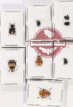 Scientific lot no. 568 Chrysomelidae (8 pcs)