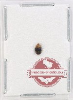 Nitidulidae sp. 11 (10 pcs)
