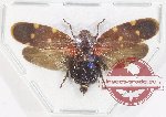 Cercopidae sp. 43