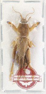 Gryllotalpidae sp. 7A