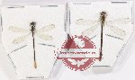 Scientific lot no. 20 Odonata (2 pcs - 1 pc A2)