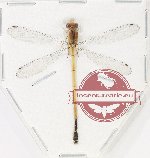 Odonata sp. 85 (A-)
