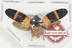 Cercopidae sp. 44 (5 pcs)