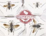 Scientific lot no. 557 Hymenoptera (4 pcs)