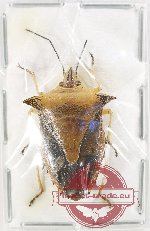 Pentatomidae sp. 68 (A-)