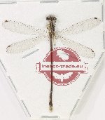 Copera ciliata (A-)
