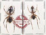 Camponotus sp. 4 (5 pcs)