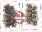 Scientific lot no. 890 Coprophaga (20 pcs)