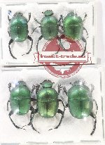 Scientific lot no. 897 Coprophaga (6 pcs A-, A2)
