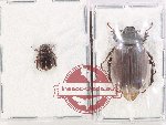 Scientific lot no. 220 Melolonthinae (2 pcs)