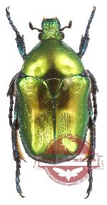 Protaetia (Eupotosia) affinis pseudospeciosa (5 pcs)