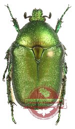 Protaetia (Netocia) hungarica armeniaca (5 pcs)