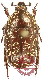 Xeloma leprosa