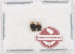 Scientific lot no. 193 Erotylidae (2 pcs)