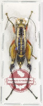 Orthoptera sp. 61 (A-)