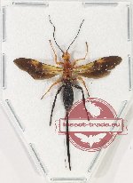 Ichneumonidae sp. 10 (A-)
