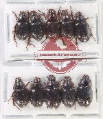 Hybosorinae Scientific lot no. 111 (10 pcs - 5 pcs A2)