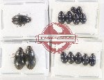 Hydrophilidae Scientific lot no. 310 (14 pcs)