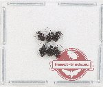 Ptinidae Scientific lot no. 5 (6 pcs)