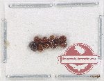 Leiodidae Scientific lot no. 2 (10 pcs)