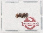 Scientific lot no. 196 Nitidulidae (5 pcs)
