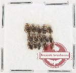 Scientific lot no. 191 Dytiscidae (15 pcs)