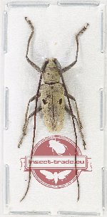 Epepeotes sp. 3 (A-)
