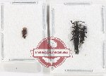Scientific lot no. 35 Languridae (3 pcs)