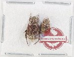 Scientific lot no. 83 Hopliinae (2 pcs)