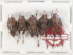Scientific lot no. 56 Orthoptera (5 pcs A2)