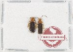 Scientific lot no. 71 Cantharidae (2 pcs)