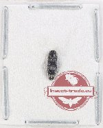 Agrilus sp. 81